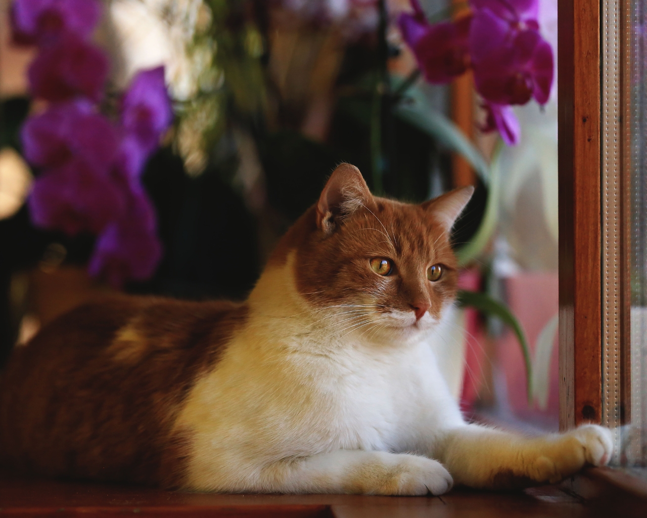 Image: Cat, red, muzzle, look, eyes, legs, fur, looking, window