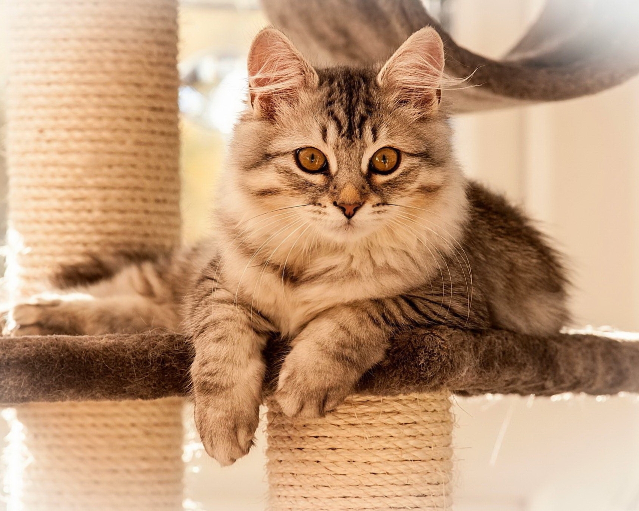 Image: Cat, fluffy, beautiful, cute, lying, scratching post