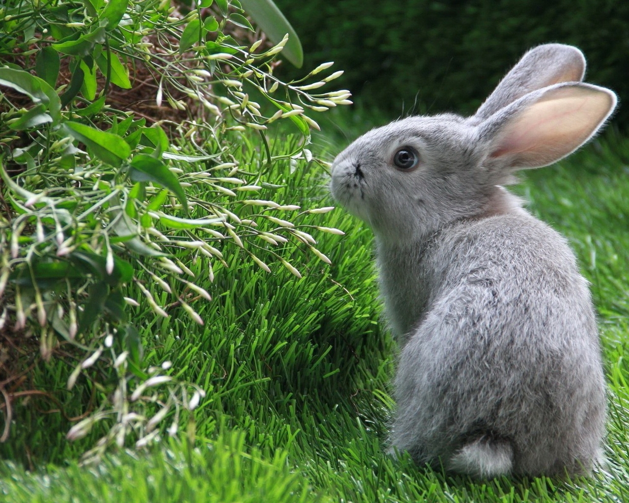 Картинка: Кролик, трава, зелень, серый
