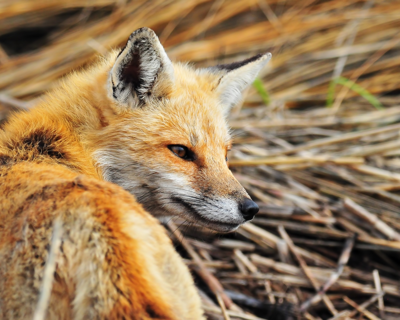 Image: Fox, looks back, red, looks, grass