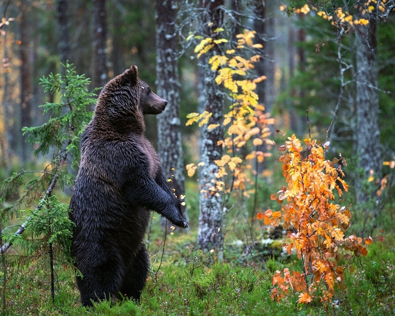 Картинка: Лес, листва, трава, природа, медведь, бурый, хищник, дикий, стойка, осень, лапы