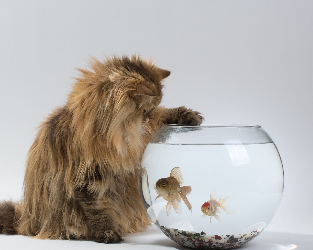 Картинка: Кошка, ловит, рыбки, аквариум, любопытство
