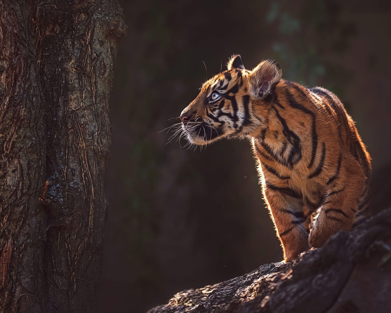 Картинка: Тигр, тигрёнок, малыш, хищник, полоски