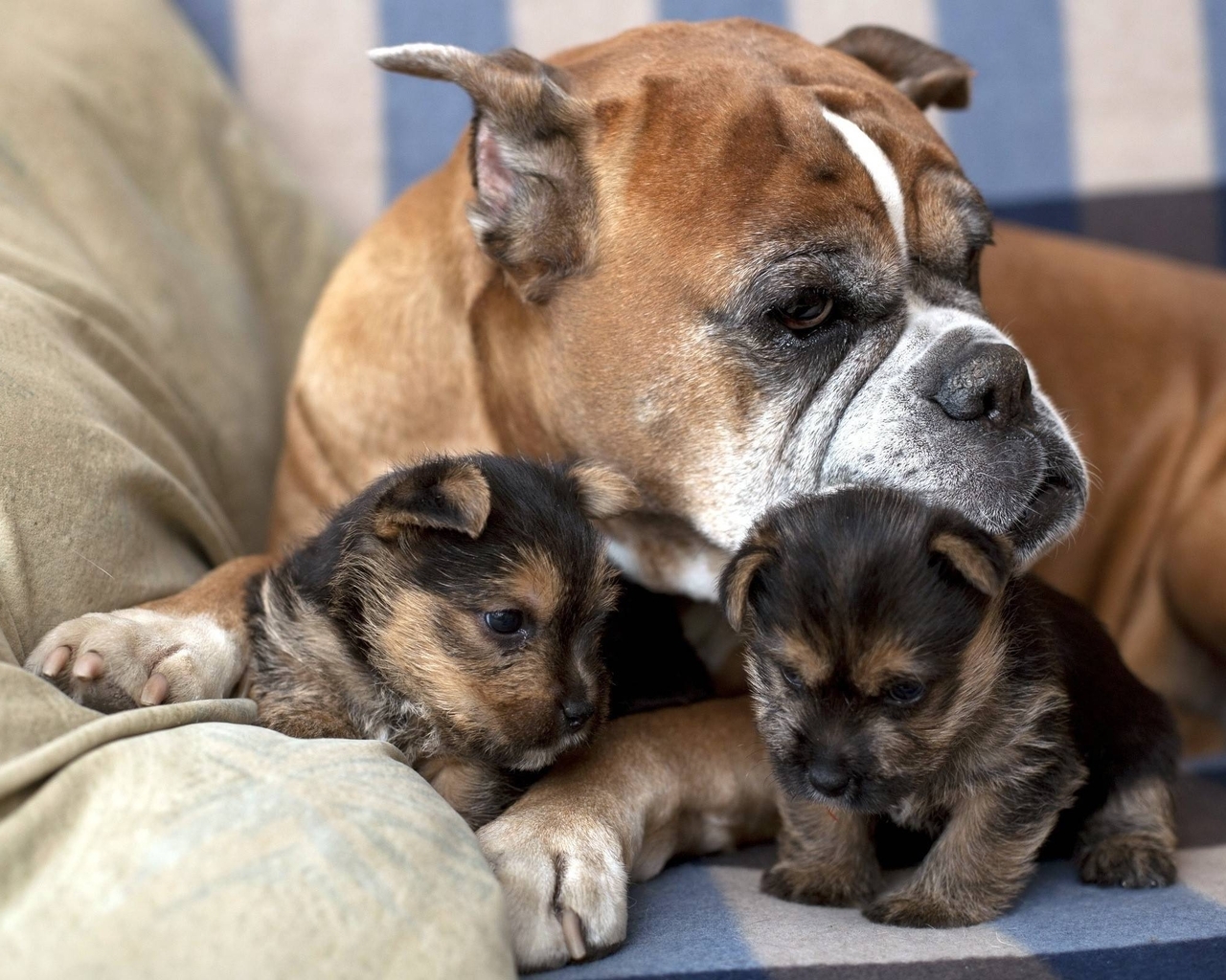 Image: Dog, breed, puppies, kids