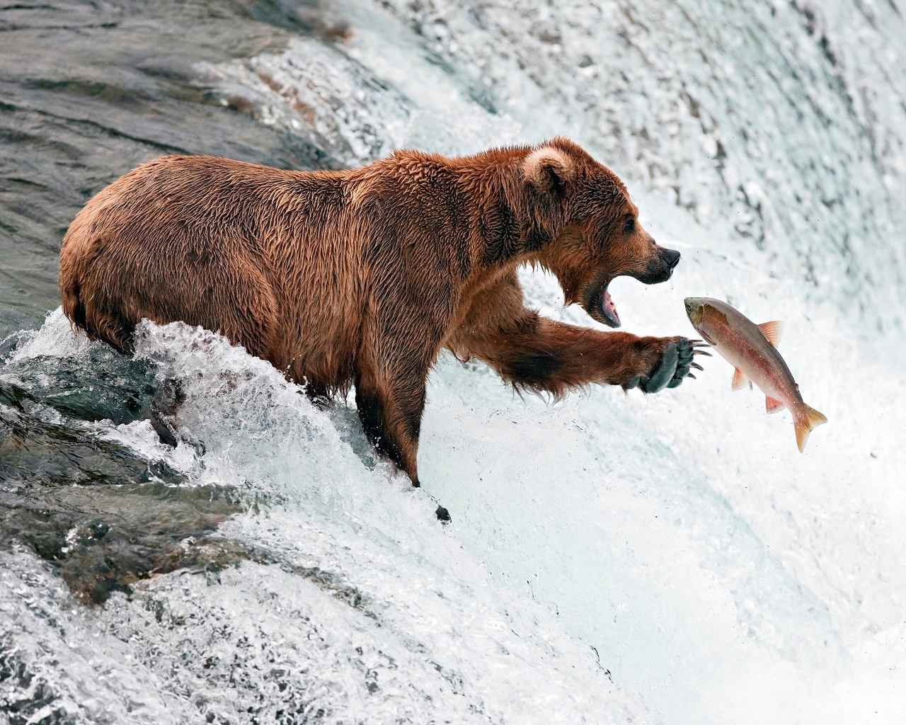 Картинка: Медведь, бурый, гризли, ловля, рыбачит, рыба, лосось, водопад, вода