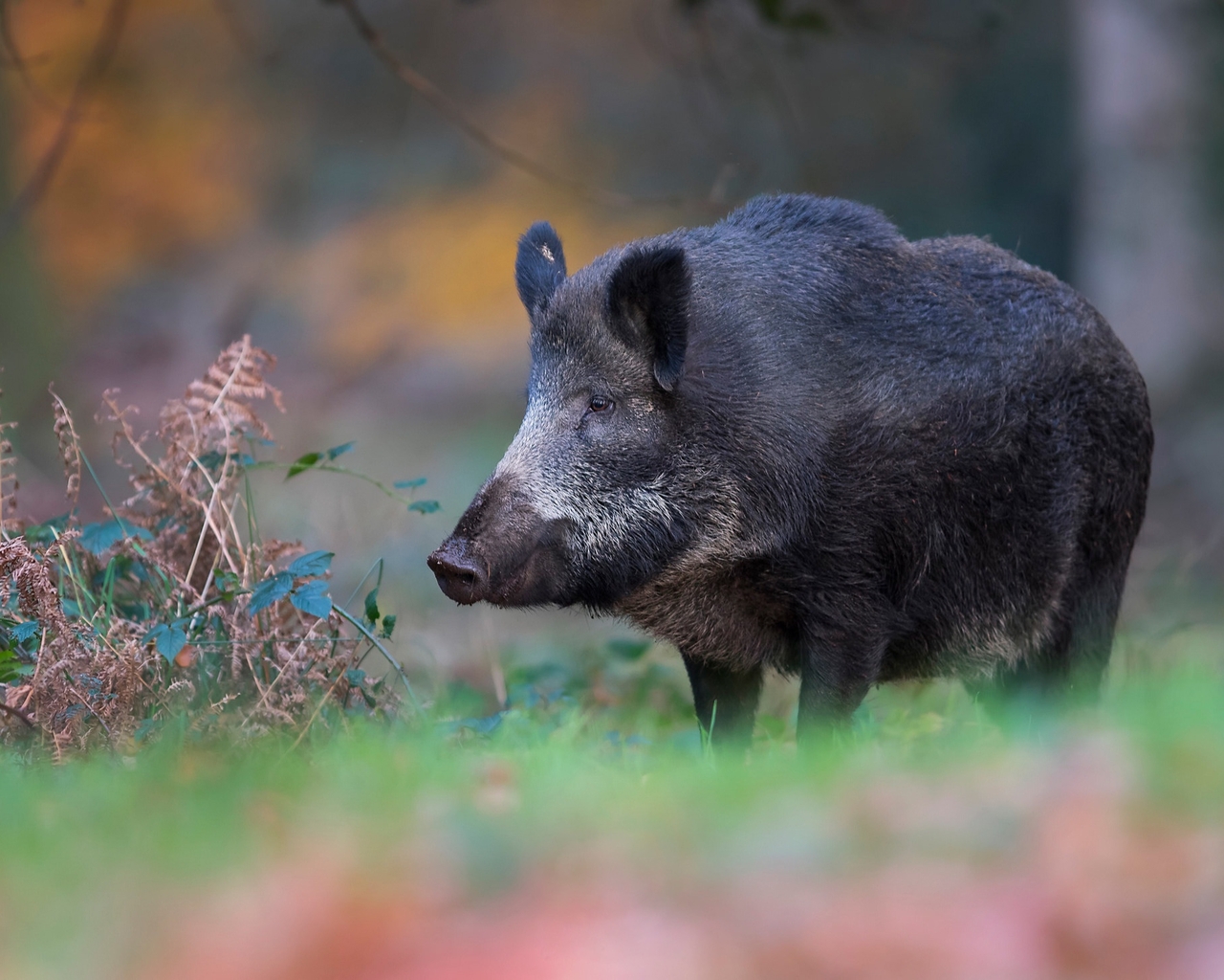 Image: Boar, muzzle, wild, forest