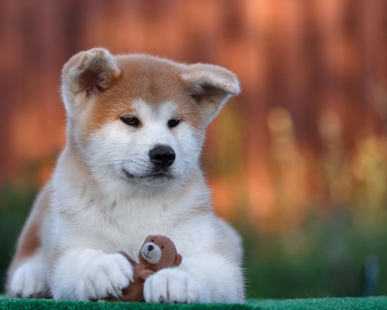 Image: Dog, Akita, dog, fur, snout, ears, feet, toy