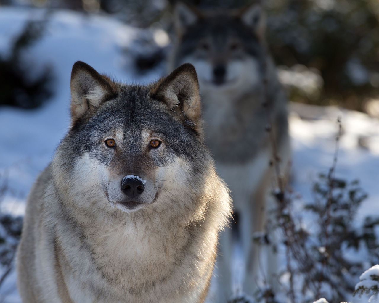 Image: Wolves, winter, snow, looks, nose, ears
