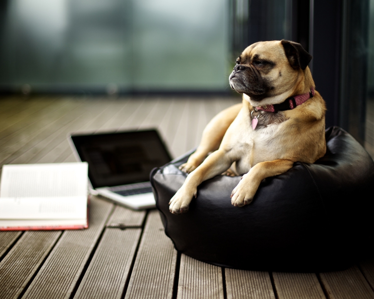 Image: Dog, lies, pillow, book, floor, laptop