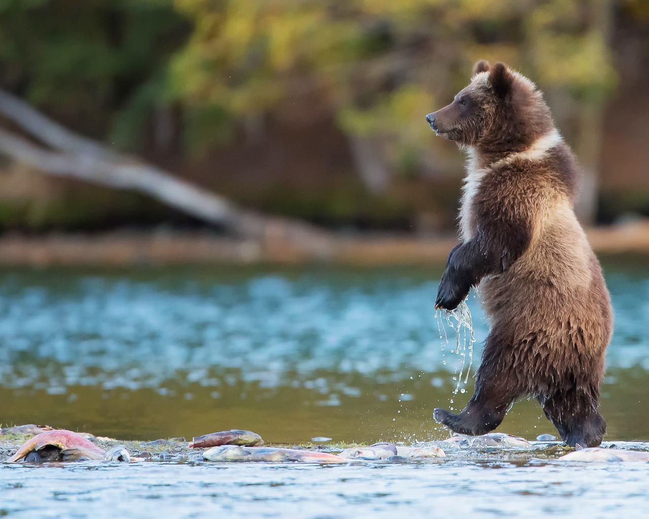 Картинка: Медведь, хищник, лапы, идёт, вода, озеро, рыба, мель