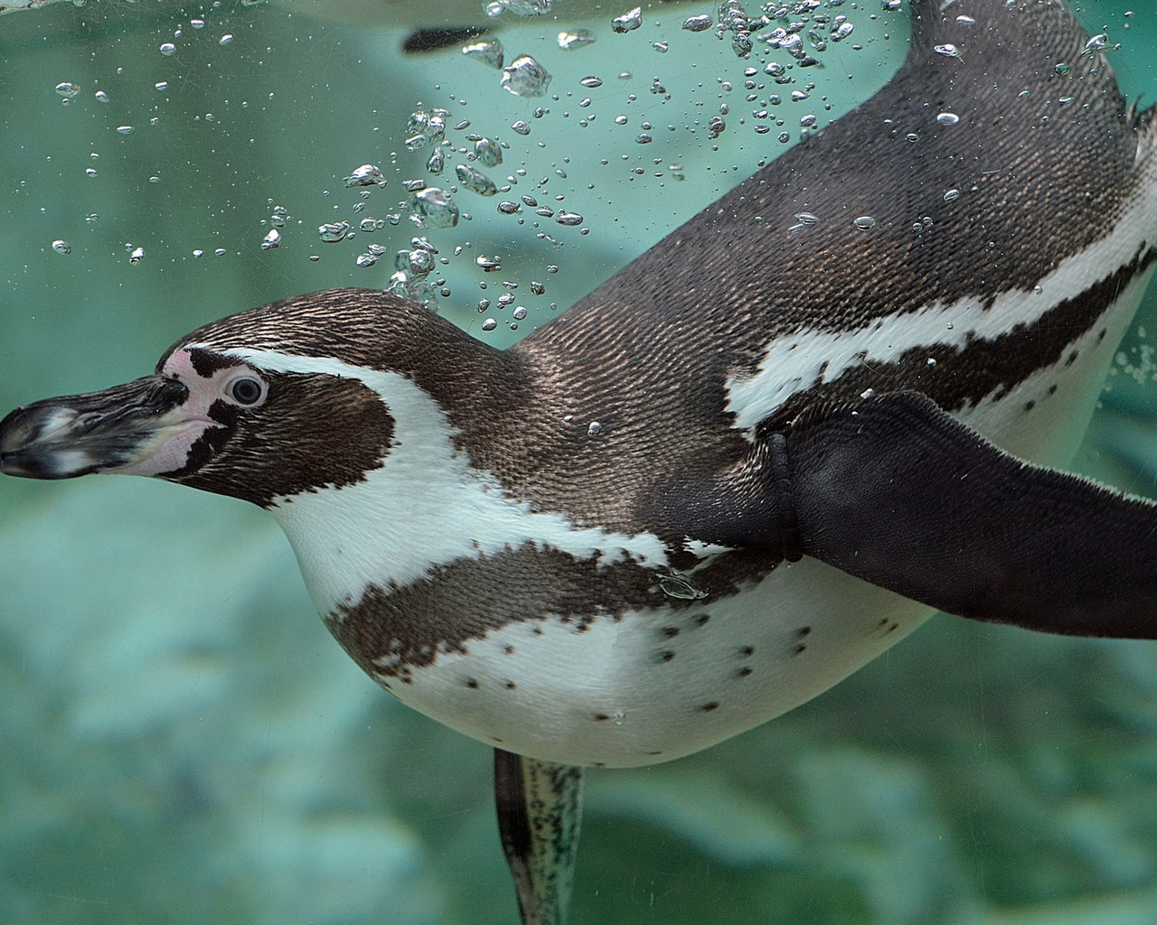 Картинка: Пингвин, плавает, вода, пузыри, смотрит