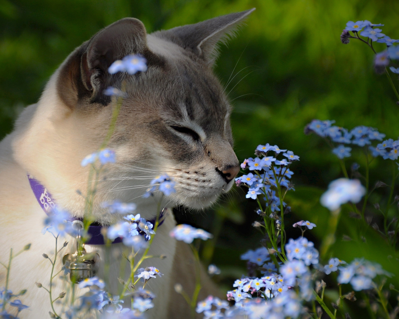 Image: Cat, flowers, field, sniffing, collar