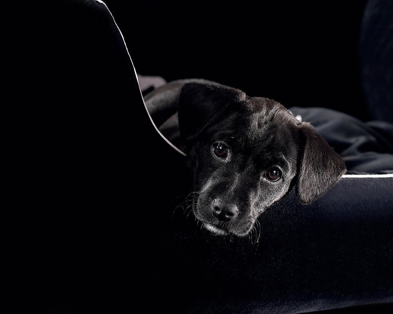 Image: Puppy, breed, labrador, muzzle, black