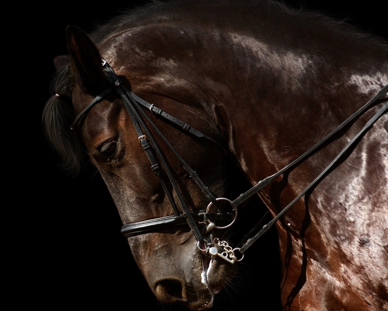 Image: Beautiful, horse, profile, luster, harness, dark background