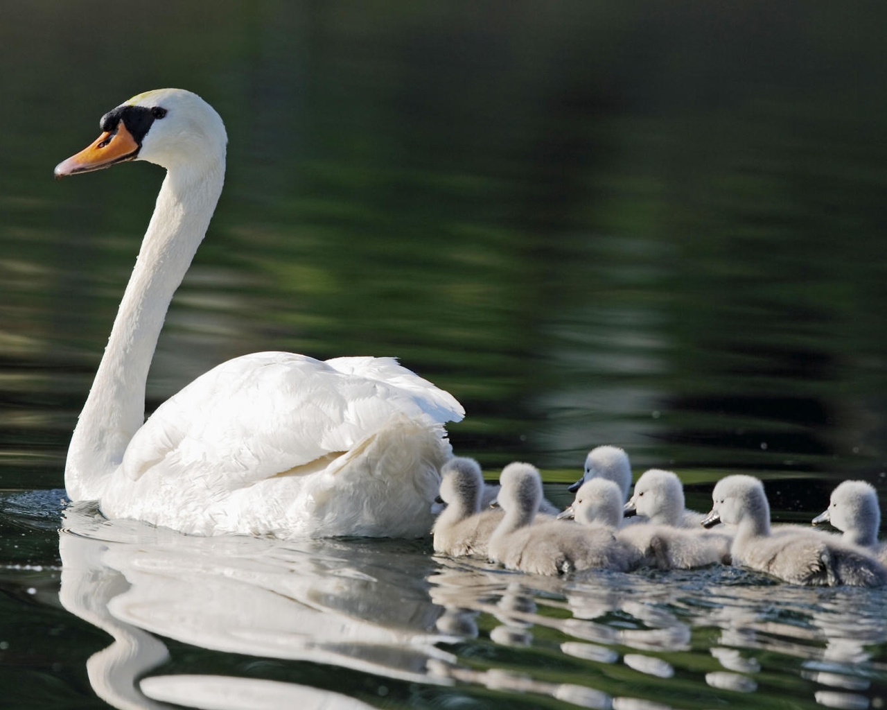 Image: Swan, white, bird, chicks, head, neck, feathers, water, swim