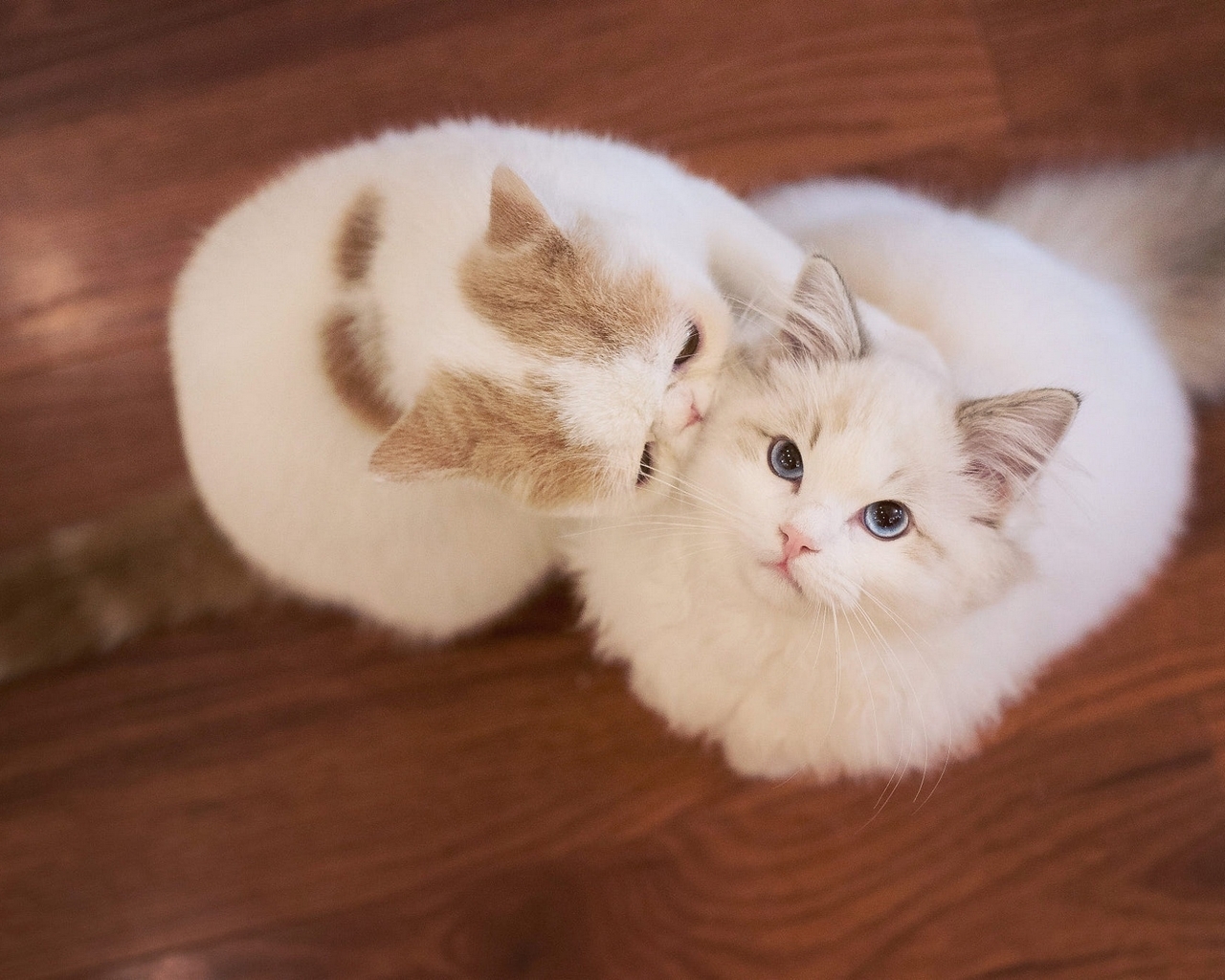 Image: Cats, cute, fluffy, furry, couple, view from above