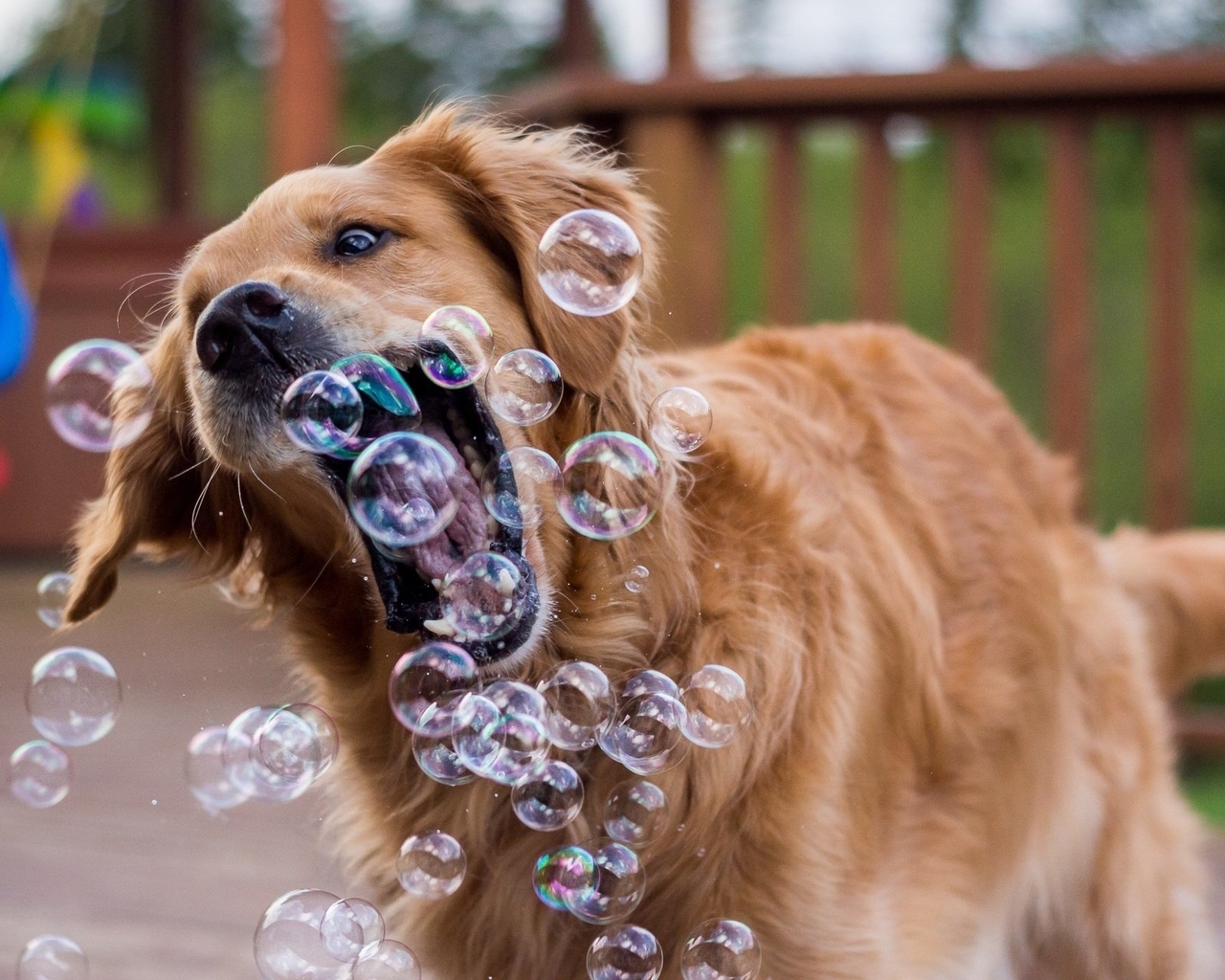 Image: Dog, golden, retriever, soap, bubbles, catches, plays