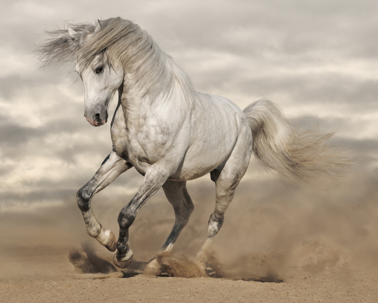 Картинка: Лошадь, белая, грация, песок, пыль, галоп, манёвр, облака