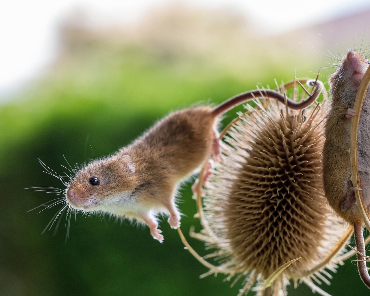 Картинка: Полевые мыши, мышки, растение, две, размытый фон