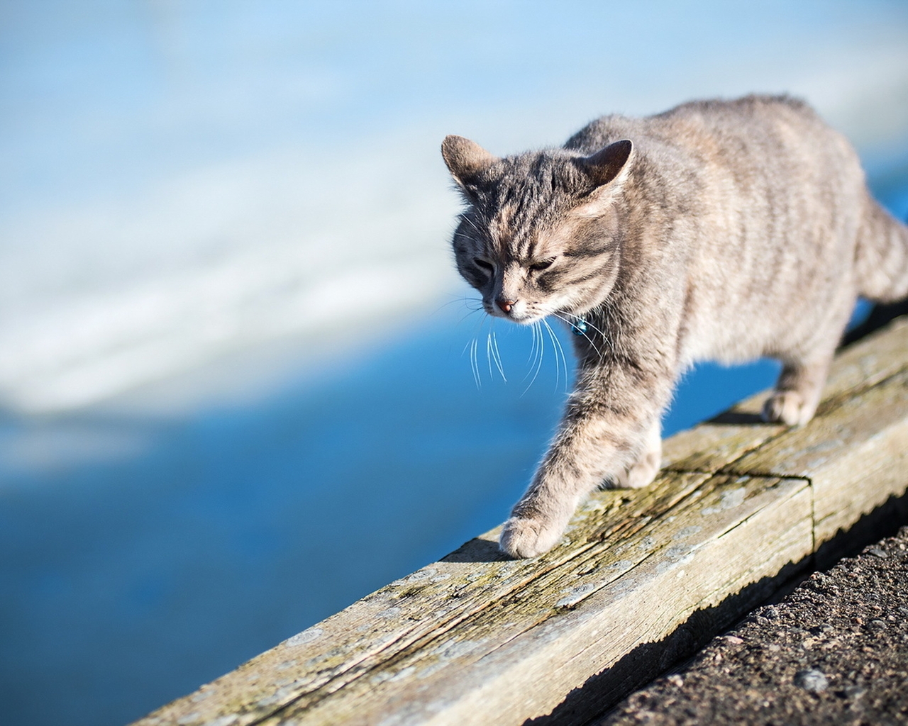 Image: Cat, goes, board, mustache, day, blur