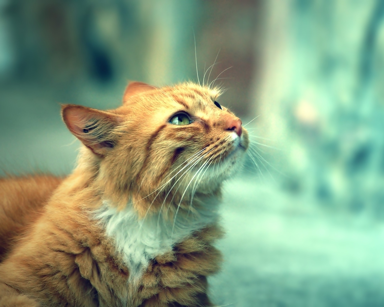 Image: Cat, red, looks, blur