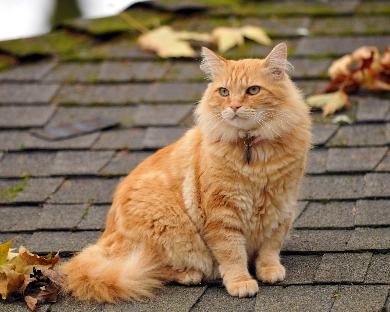 Image: Cat, red, sitting, collar, look, roof, leaves
