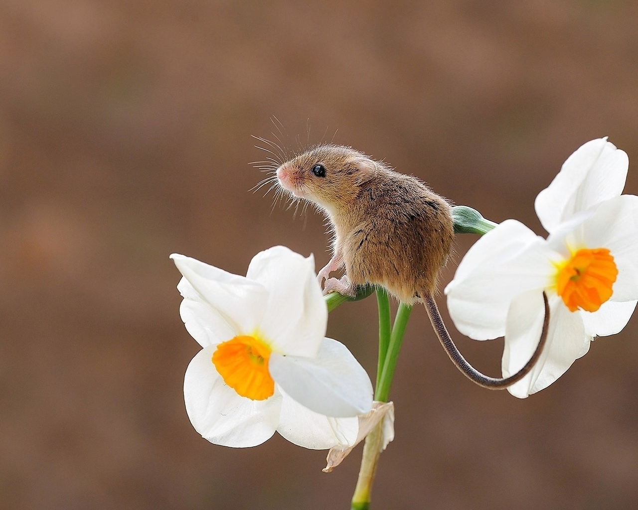 Картинка: Мышь, малютка, серая, сидит, цветок, нарцисс