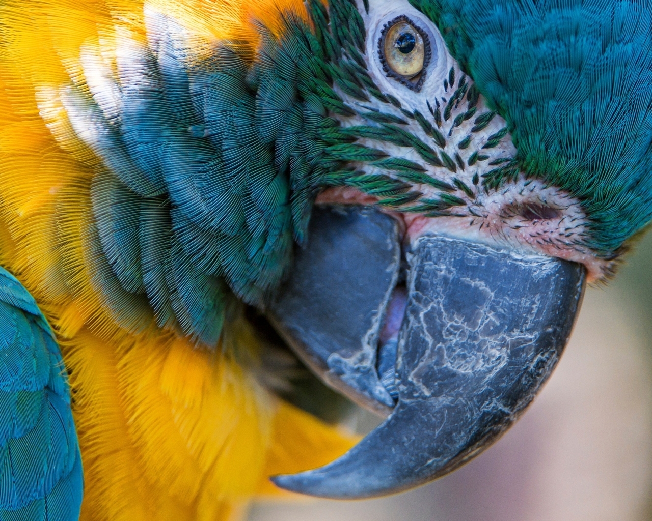 Картинка: Макро, попугай, птица, перья, клюв, синий, жёлтый