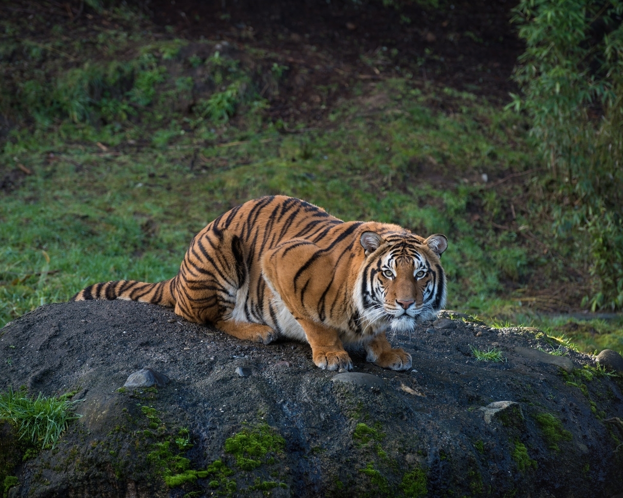 Картинка: Тигр, полосатый, хищник, сидит, взгляд, смотрит, бугор, природа, растительность
