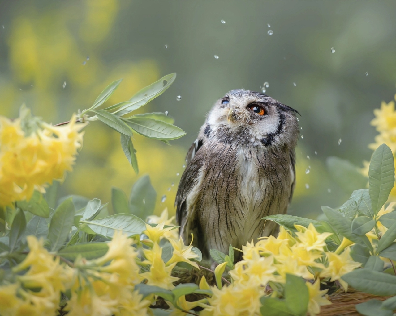 Image: Owl, bird, leaves, drops, looks, flowers, yellow, blur