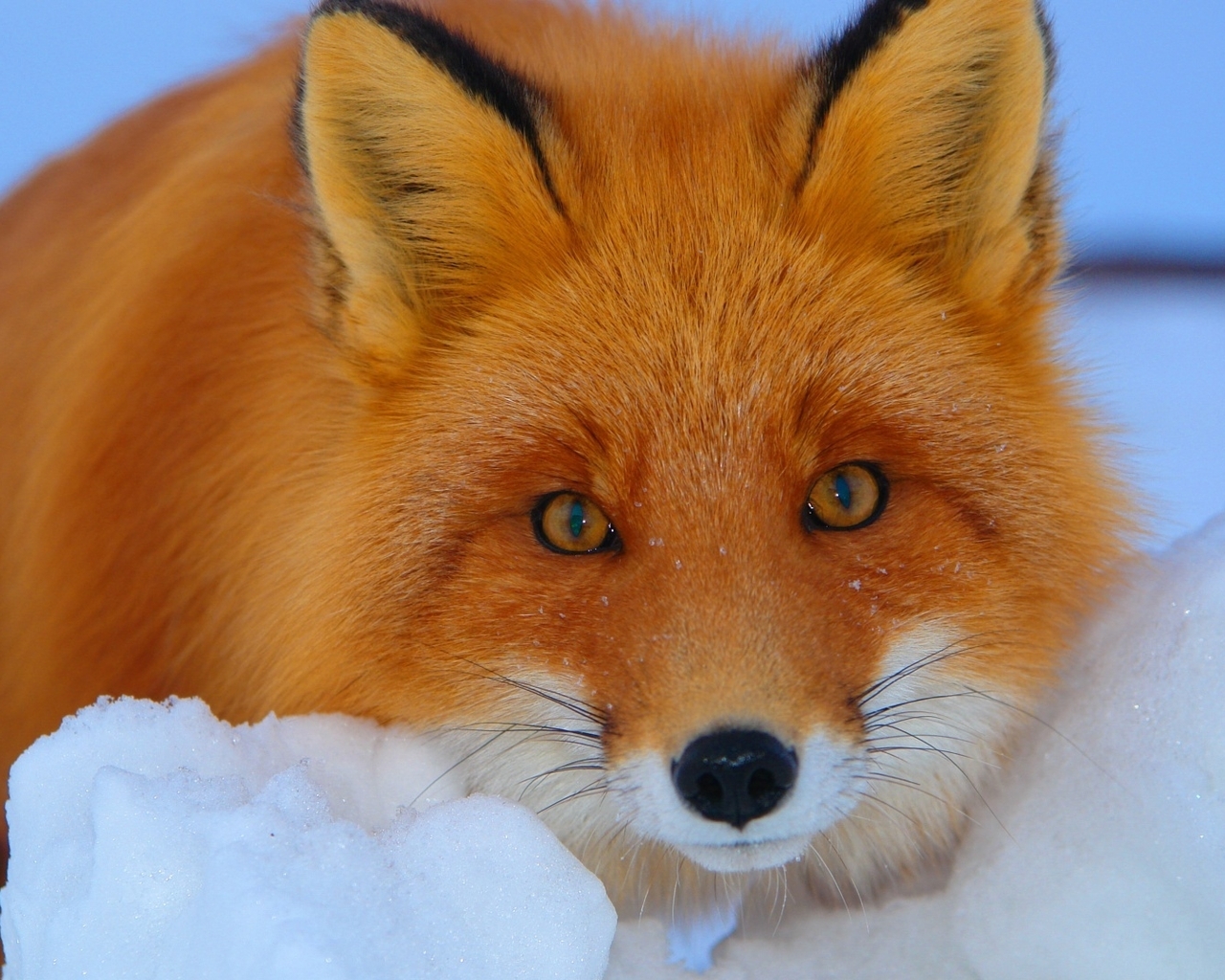 Image: Fox, snow, eyes, winter