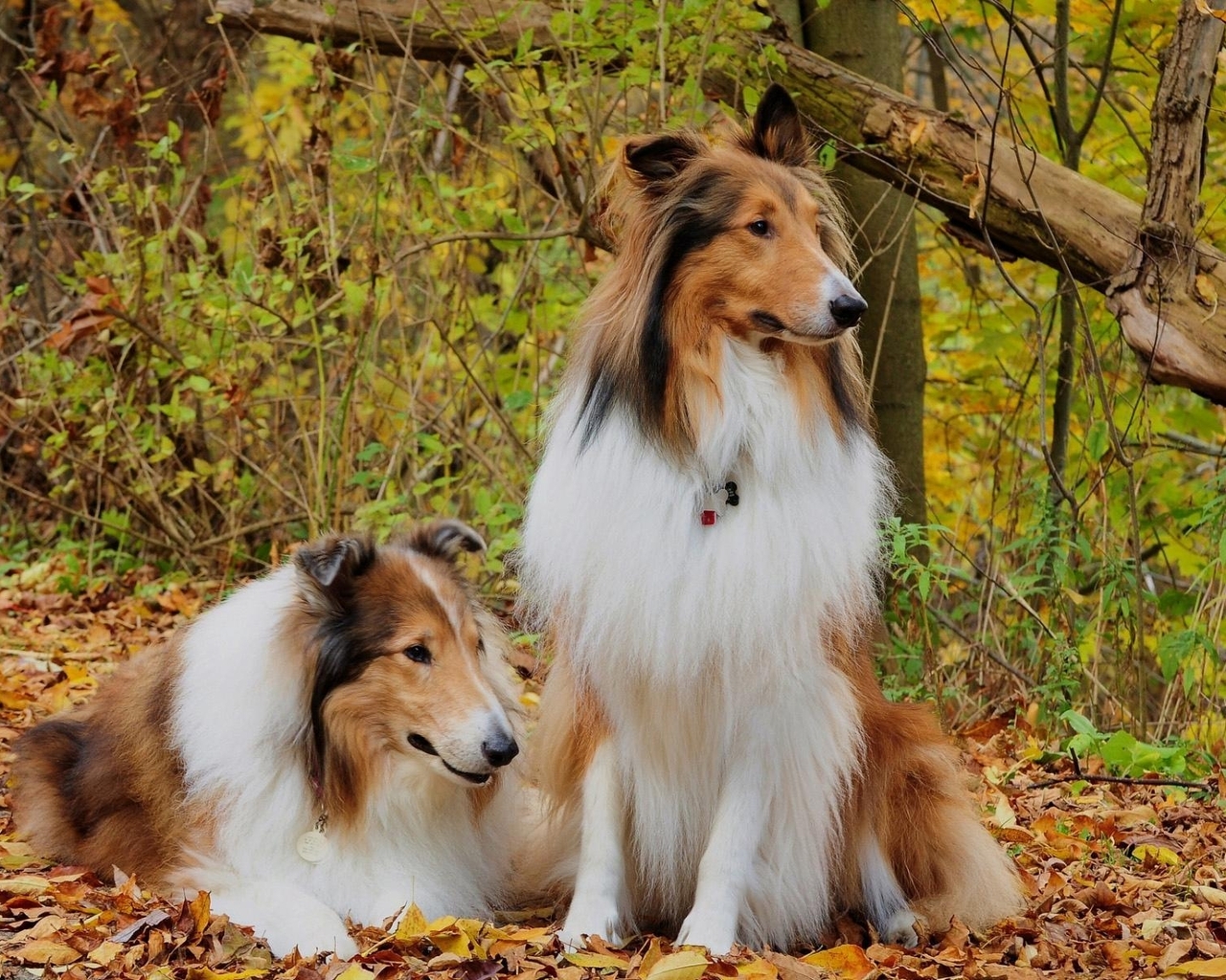Image: Dog, long-haired, Collie, couple, forest, foliage