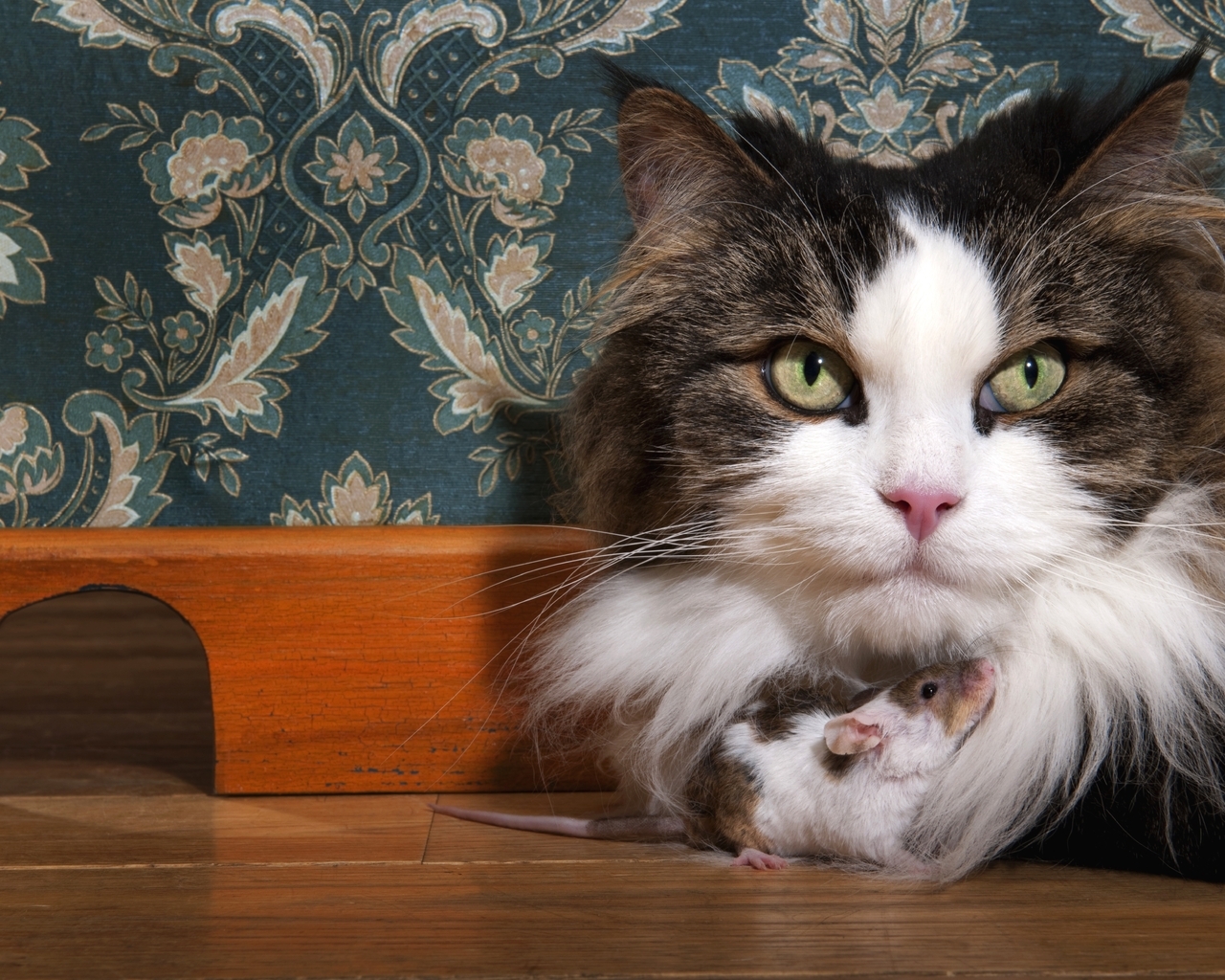 Image: Cat, fluffy, muzzle, mouse, two, sitting, mink, wall, pattern