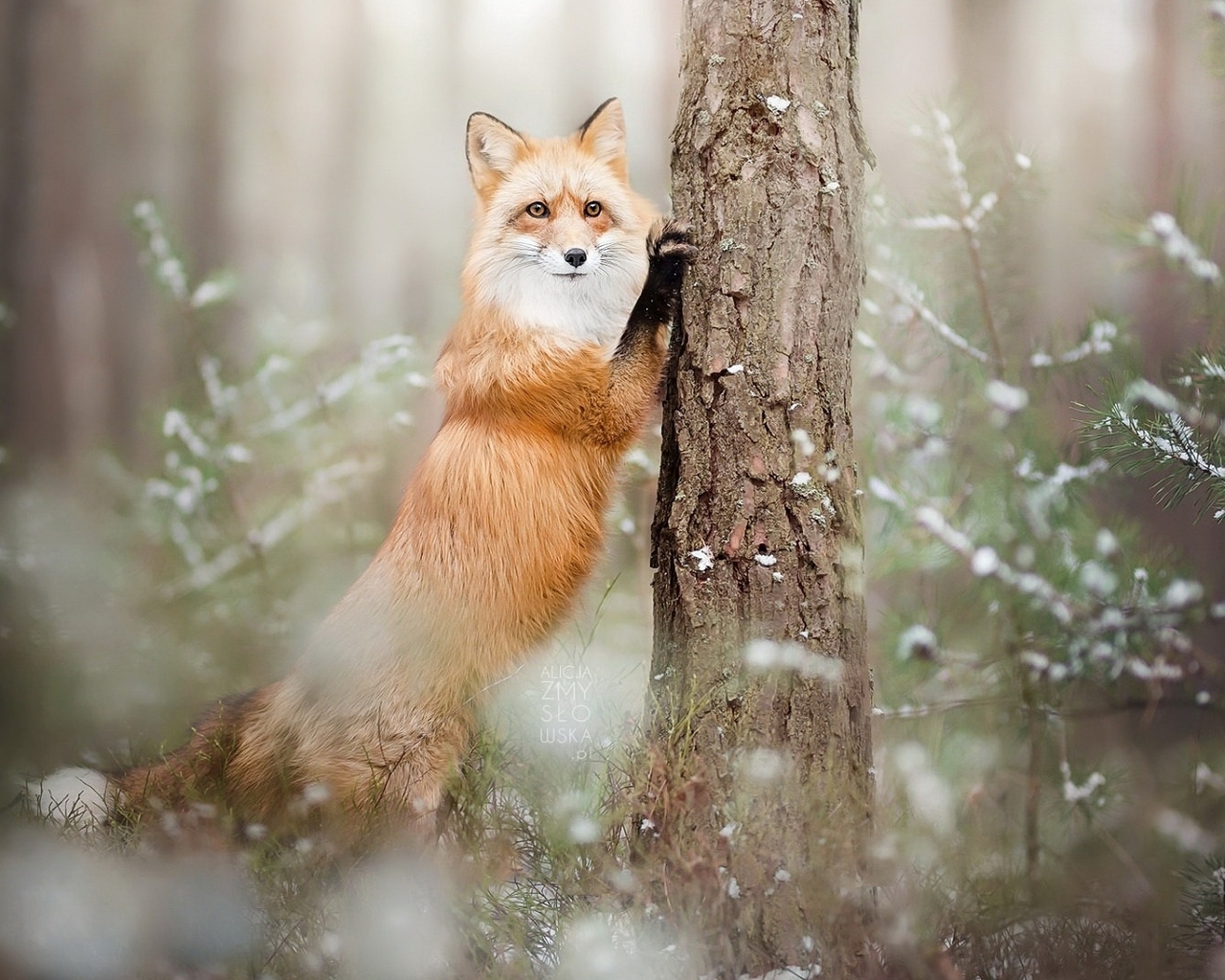 Image: Red, Fox, winter, forest, tree trunk, spruce, rests