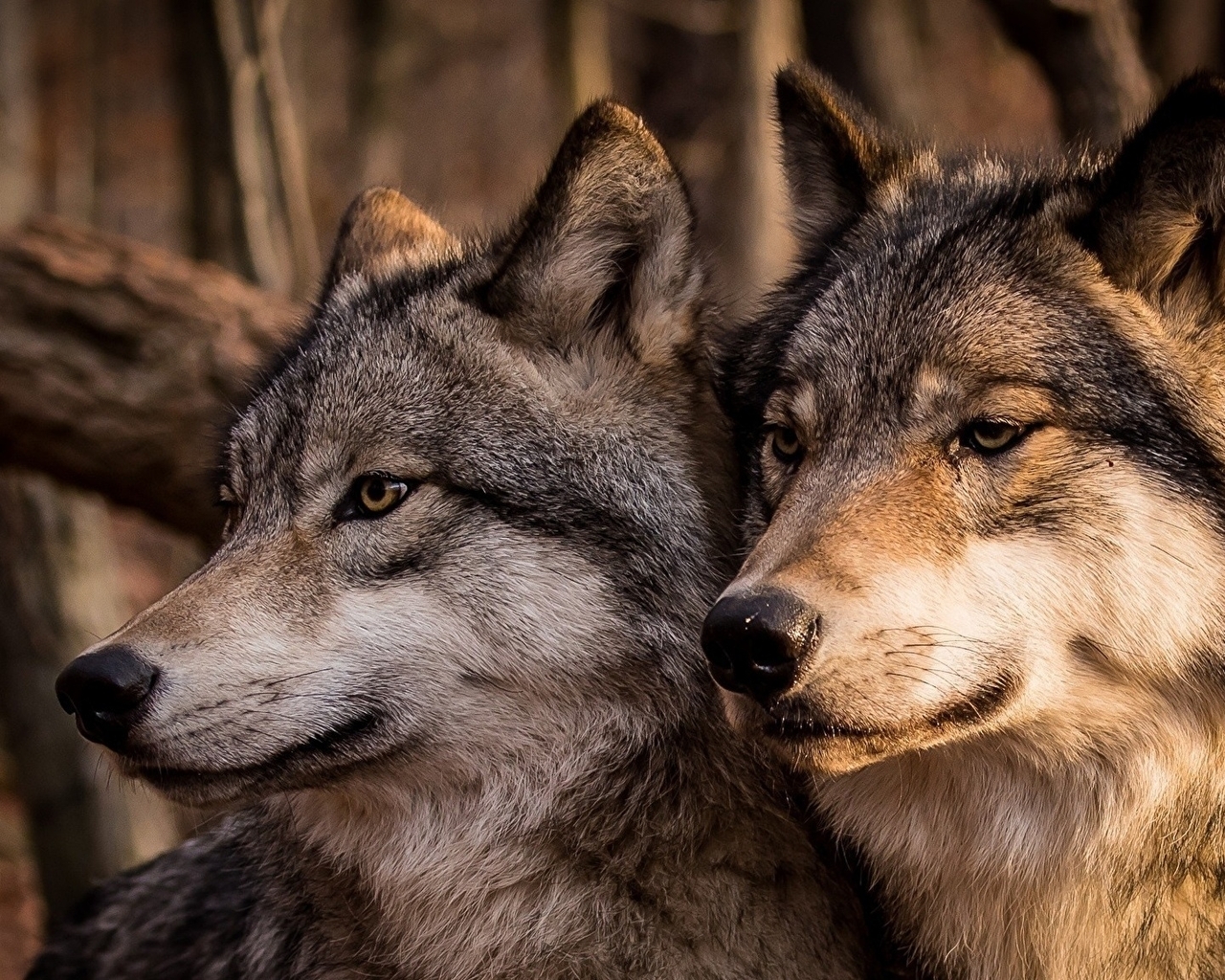 Картинка: волки, пара, семья, волк, волчица