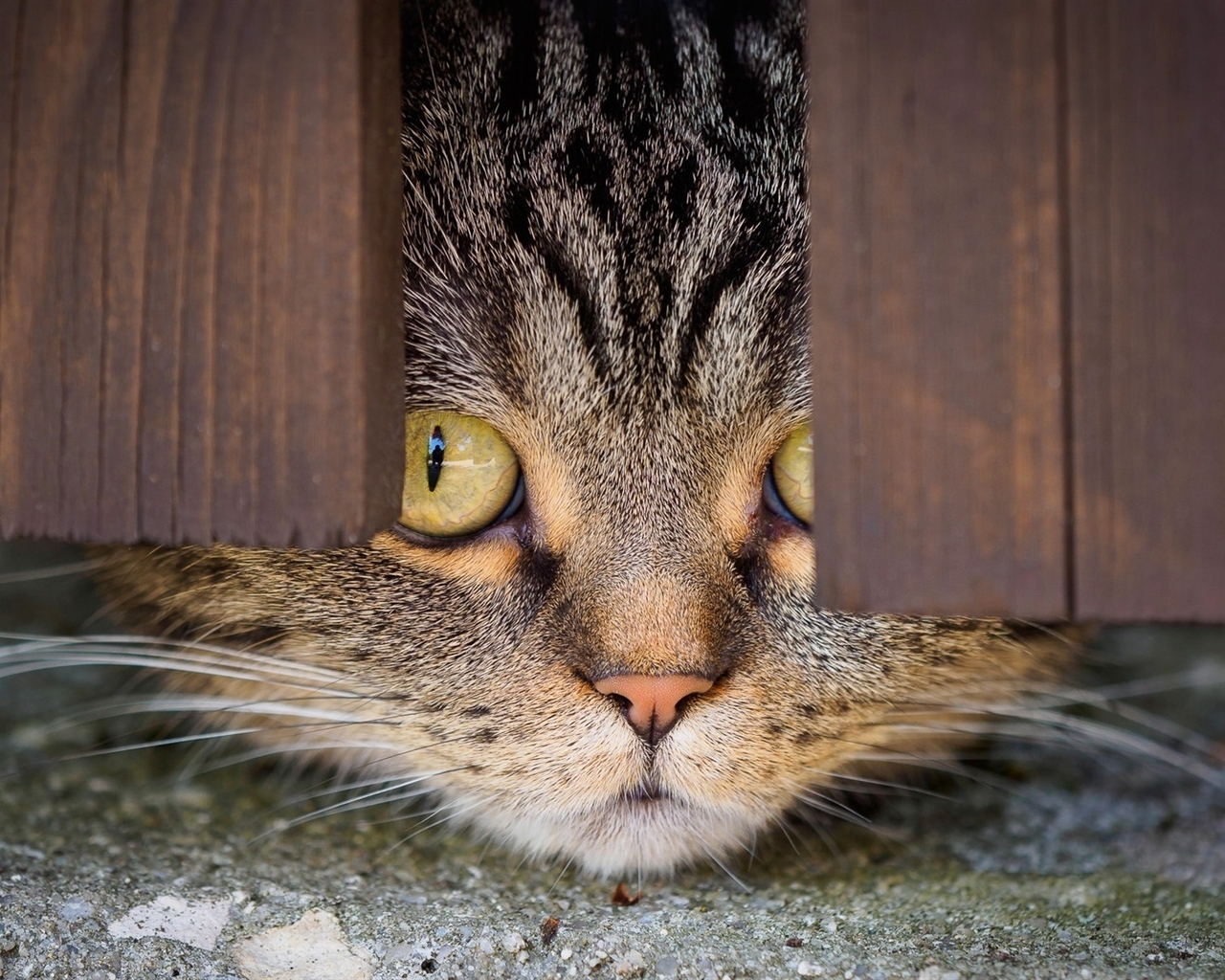Image: Cat, muzzle, eyes, looks, fence