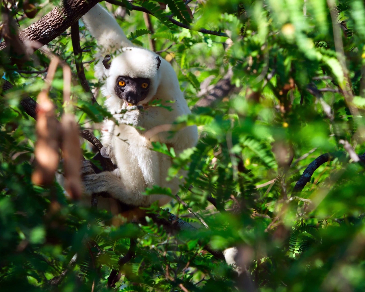 Image: Lemur, white, branches, greenery, leaves, nature