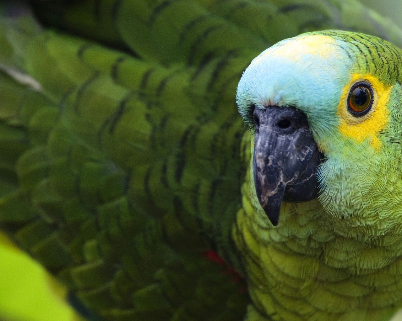 Image: Parrot, green, bird, feathers