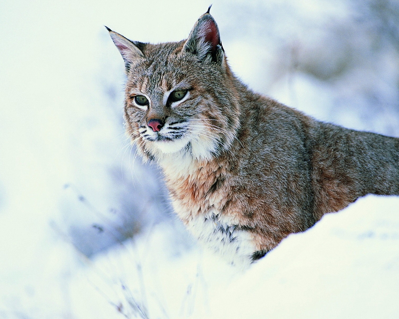 Image: Lynx, winter, snow