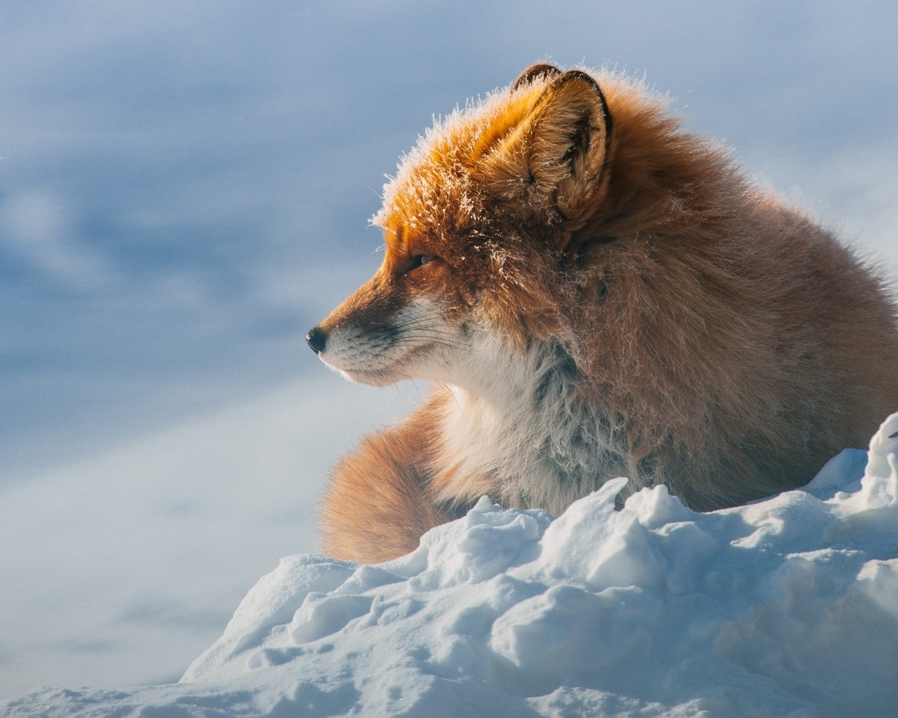 Image: Fox, sitting, winter, snow