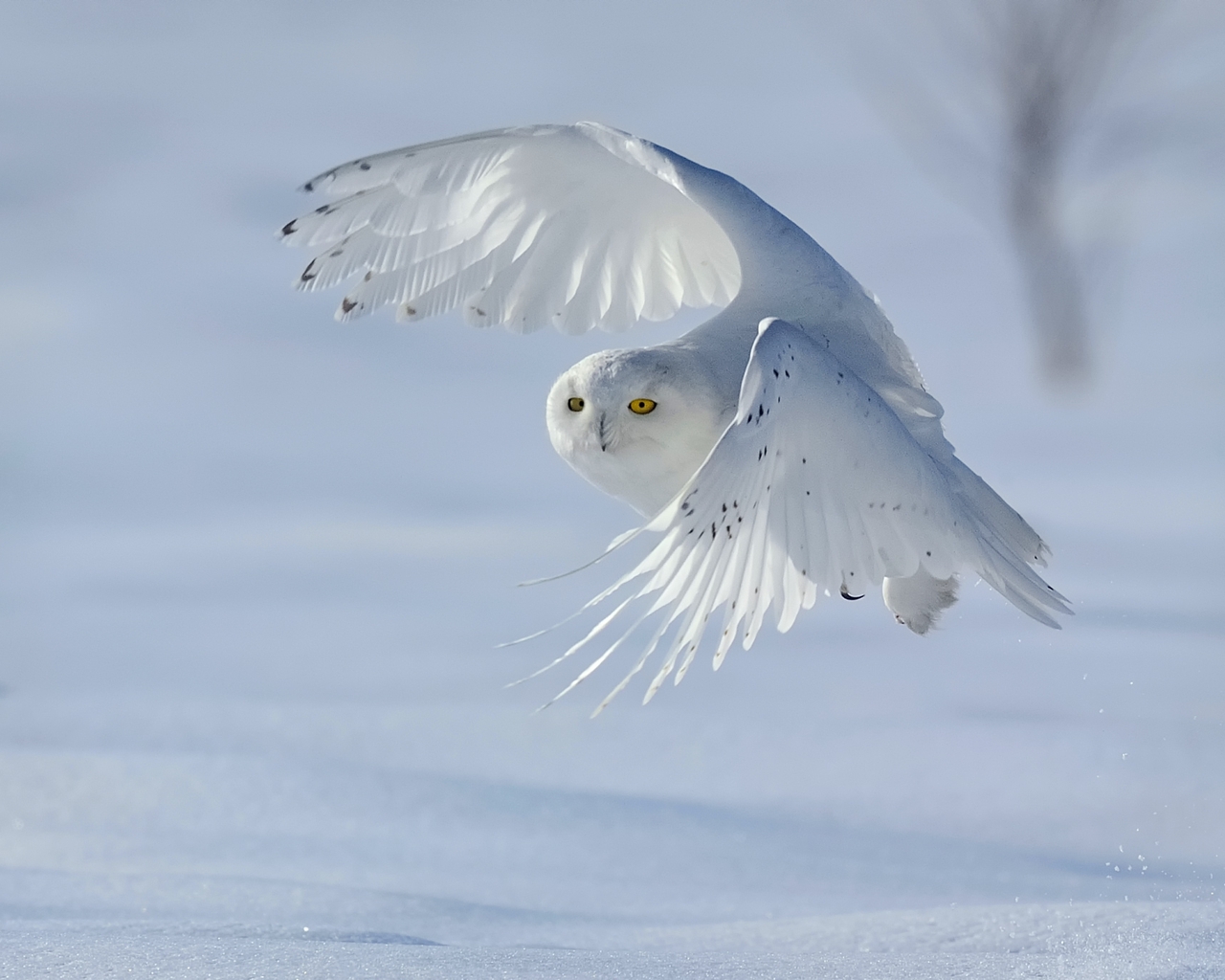 Image: White owl, winter, snow, bird, snowy owl, wings