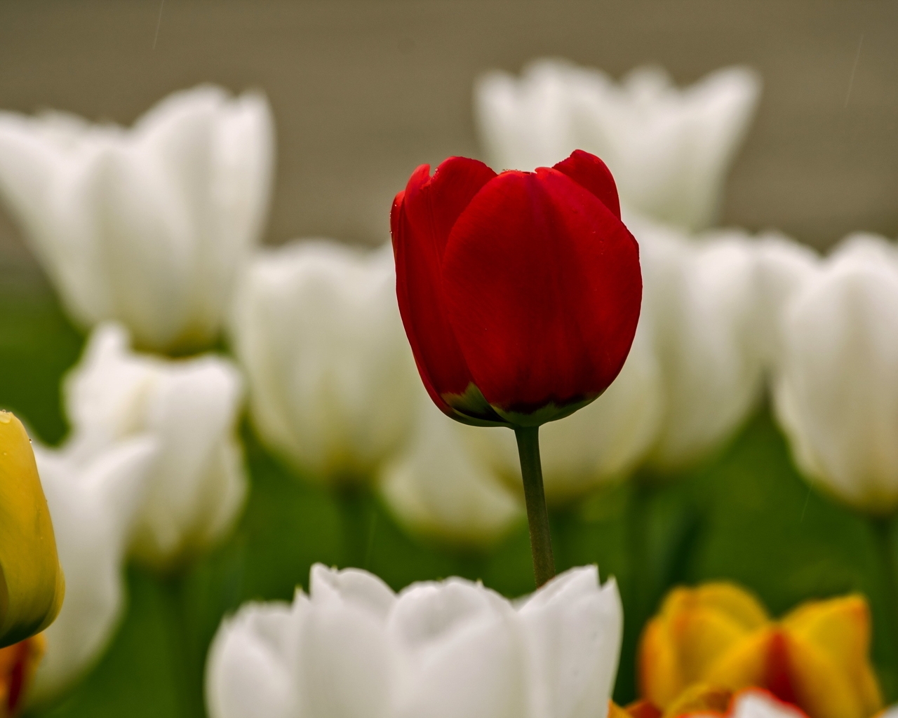 Image: Tulips, red, white, yellow