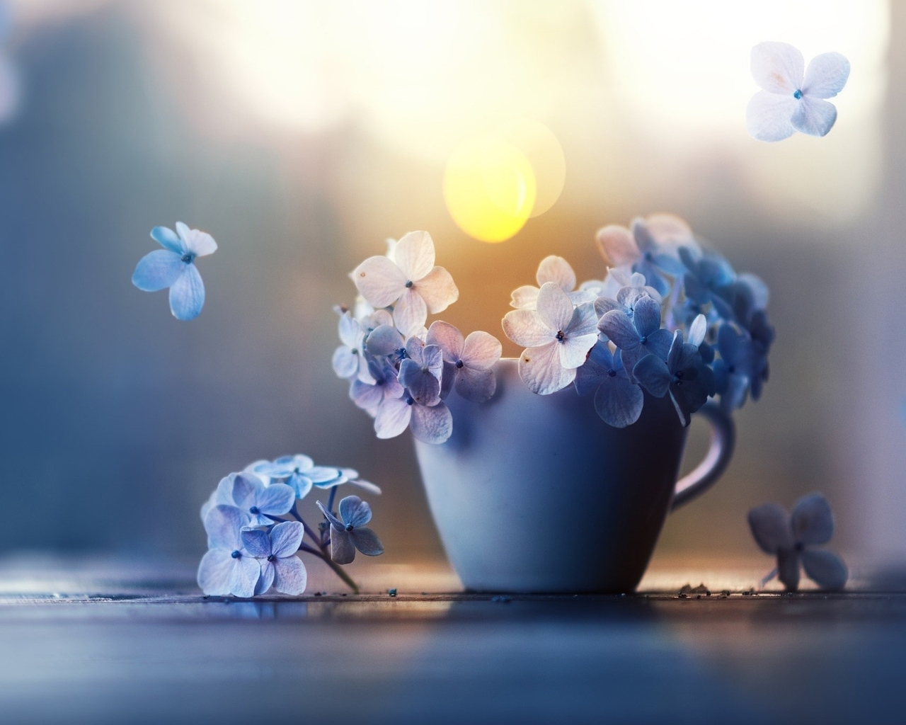 Image: Hydrangea, petals, mug, highlights