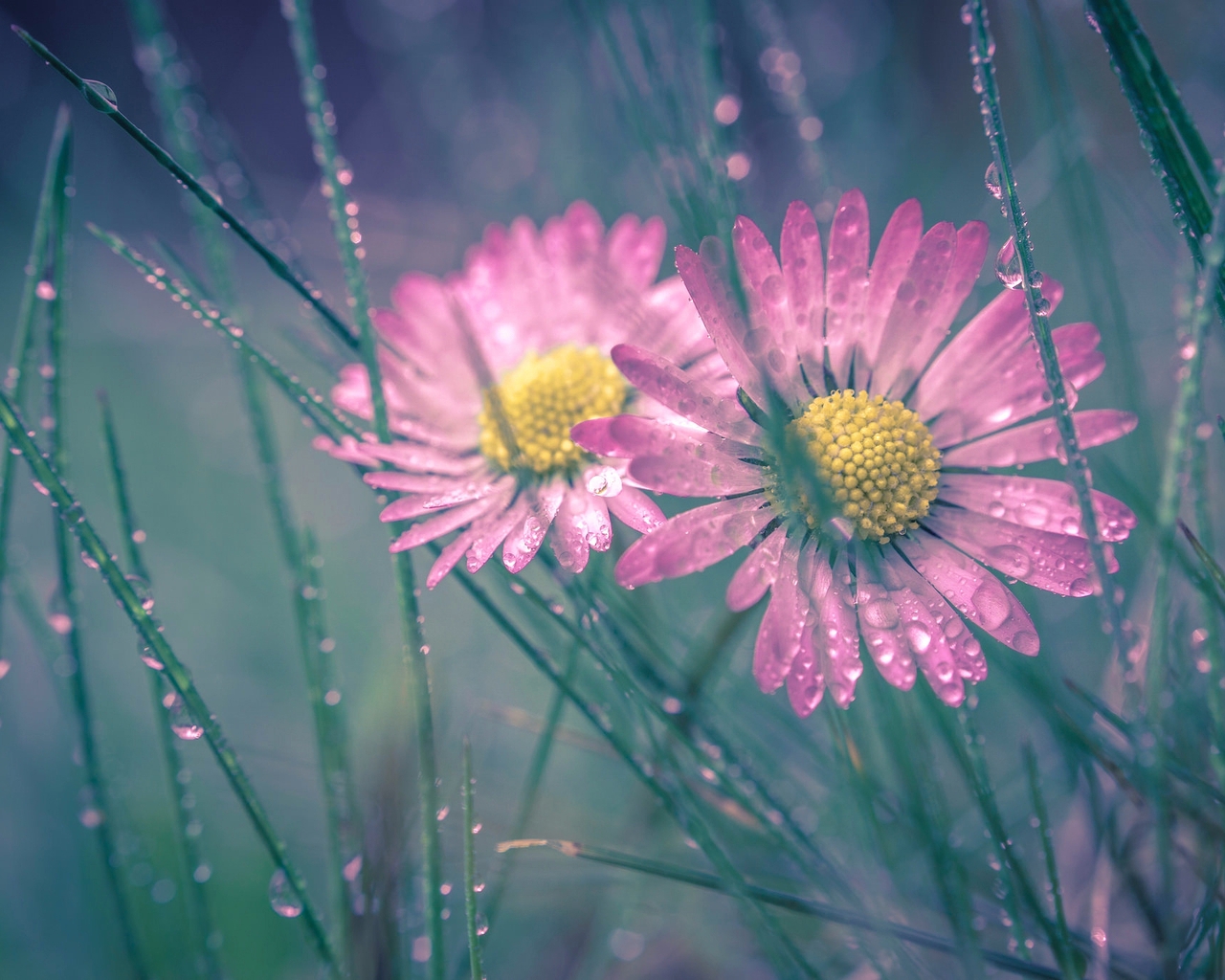 Image: Chamomile, macro, drops, dew, grass, blur