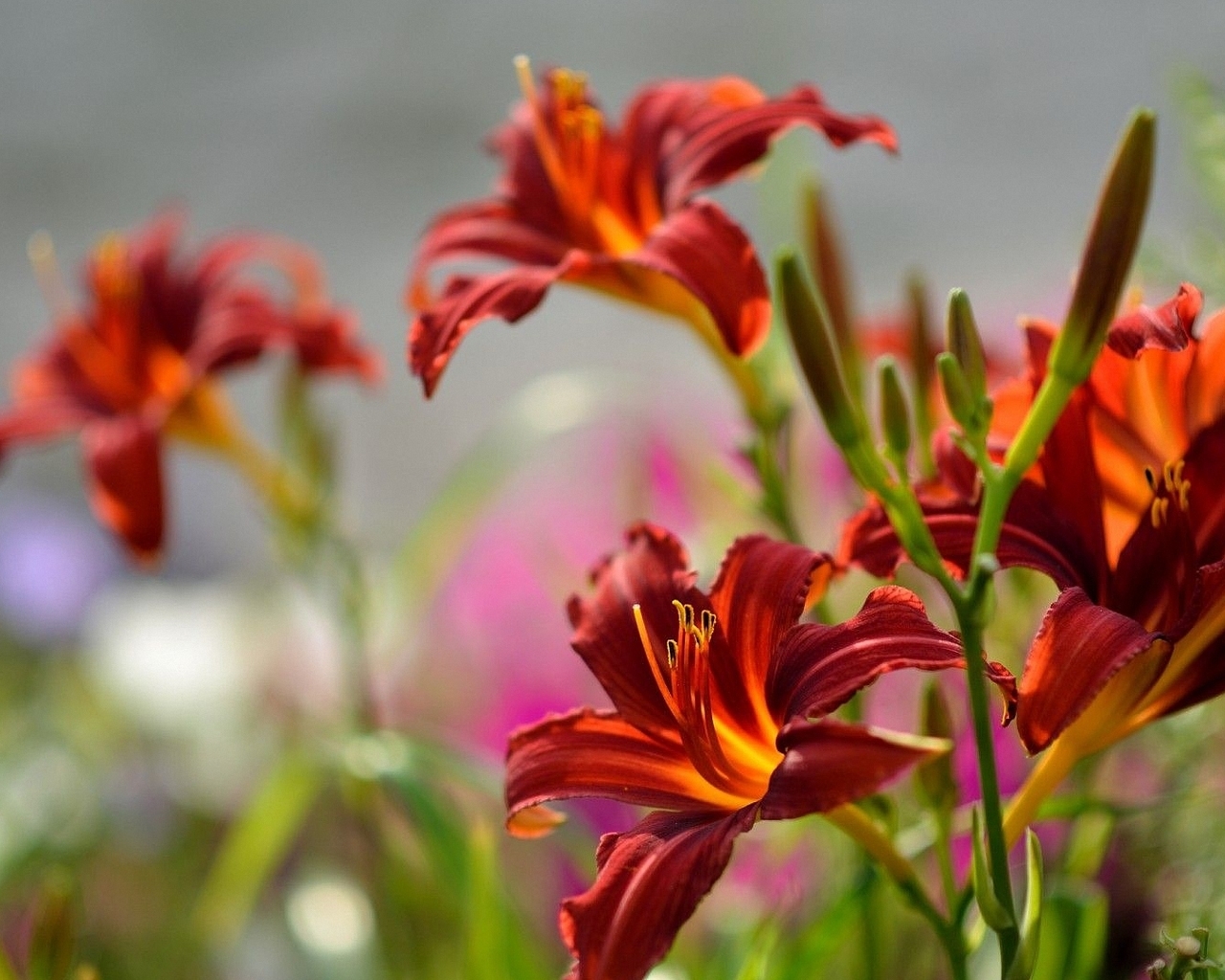 Image: Lily, flowers, bush, plant, red