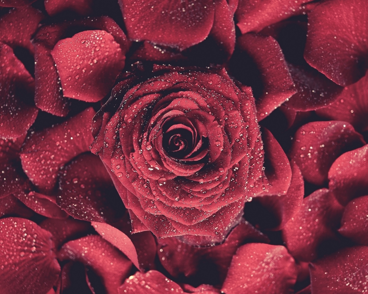 Image: Rose, red, petals, drops, water