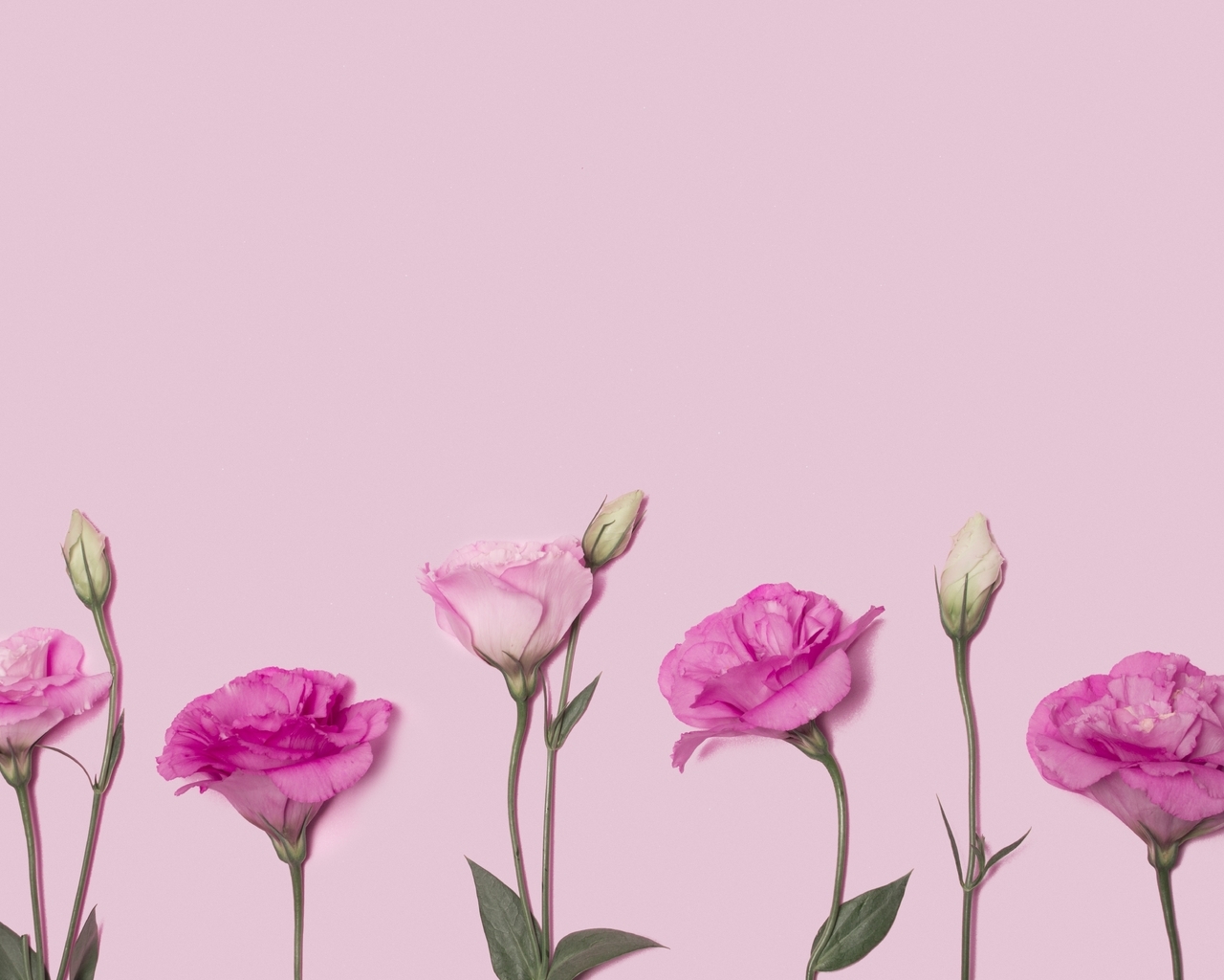 Image: Eustoma, flowers, pink
