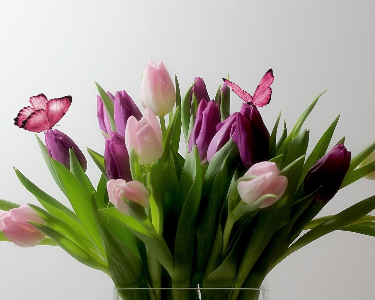 Картинка: Тюльпаны, цветы, букет, листья, бабочки