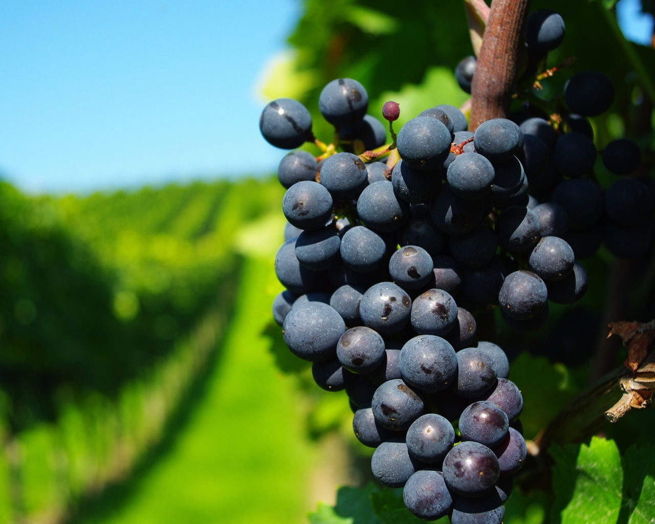 Image: Grapes, vine, bunch, fruit, vineyard, branches, greens, blurring