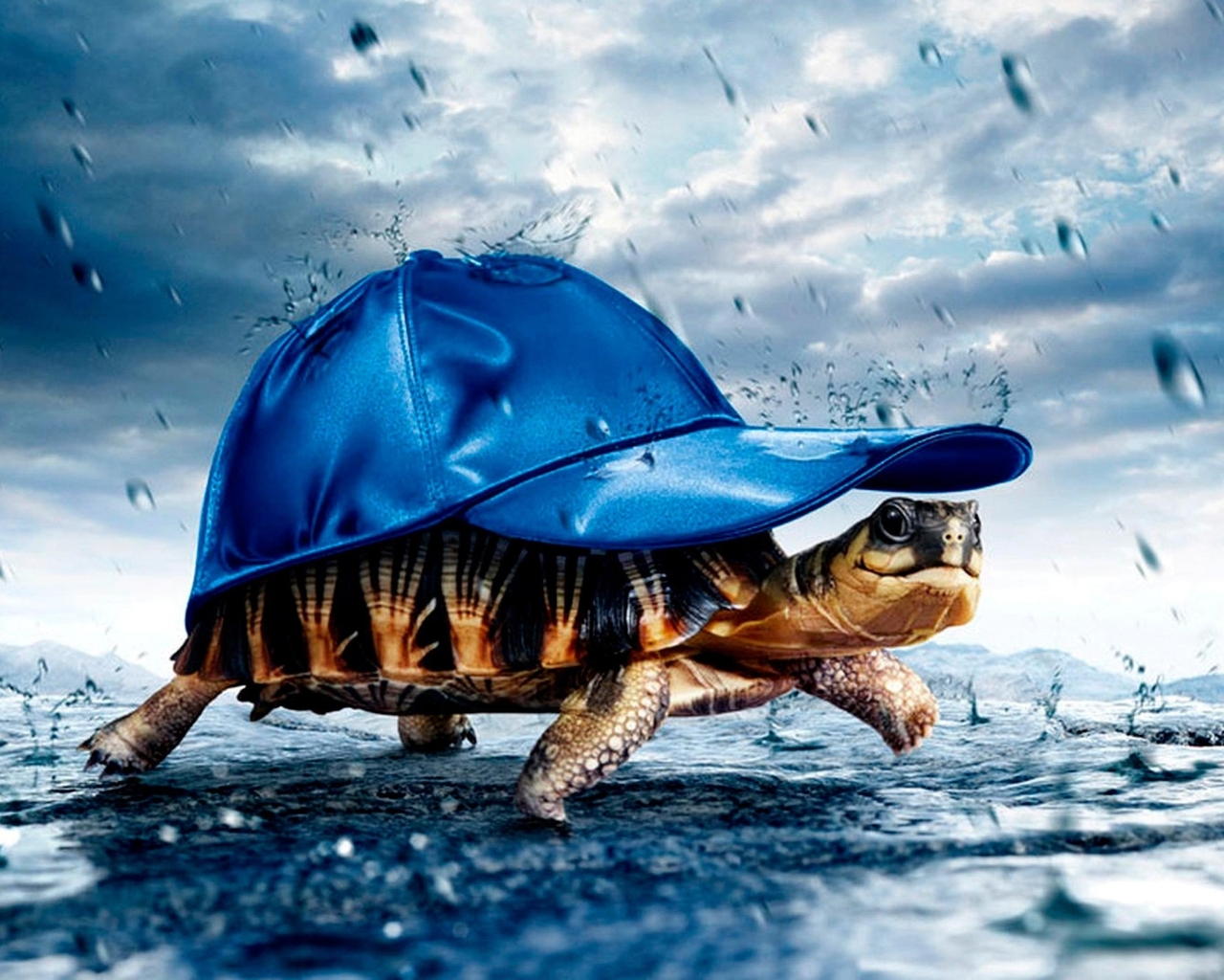 Картинка: Черепаха, панцирь, кепка, дождь, капли, укрытие, идёт
